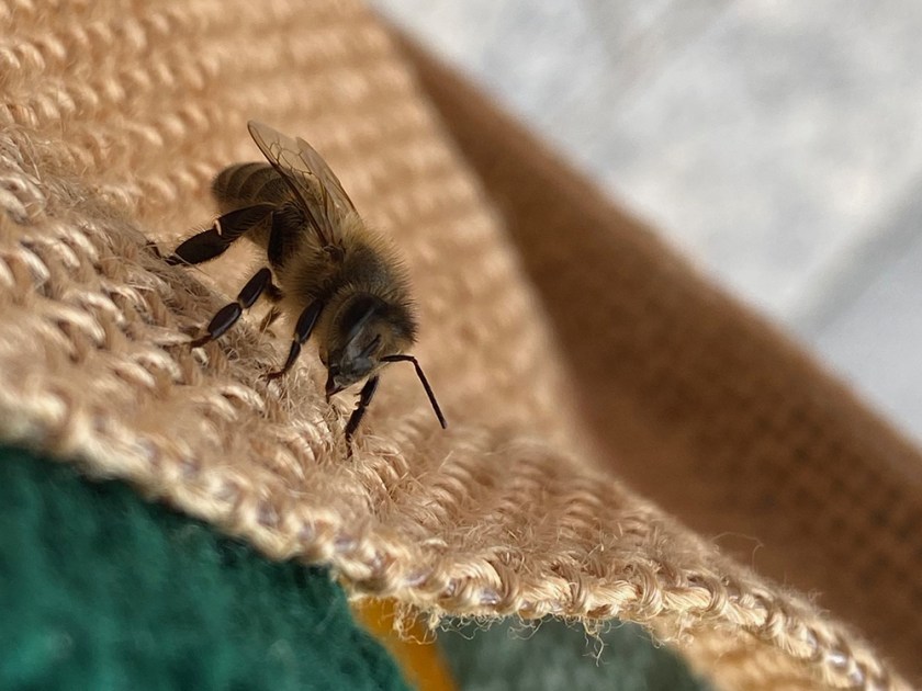 Honey bee on hessian bag