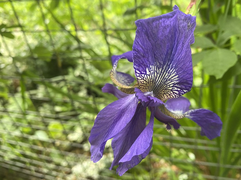 purple iris; wire fence