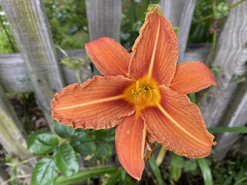 Orange lily. Wooden fence