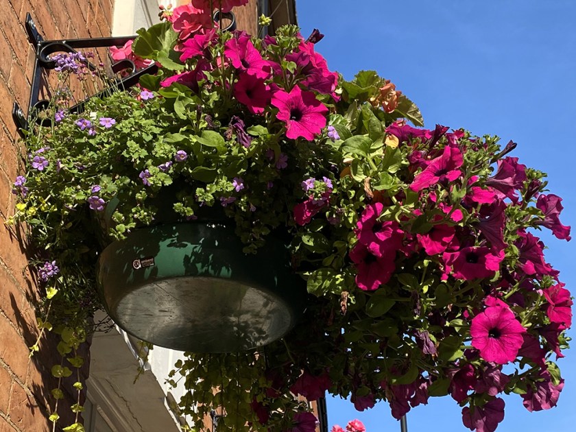 hanging basket with purple petunias