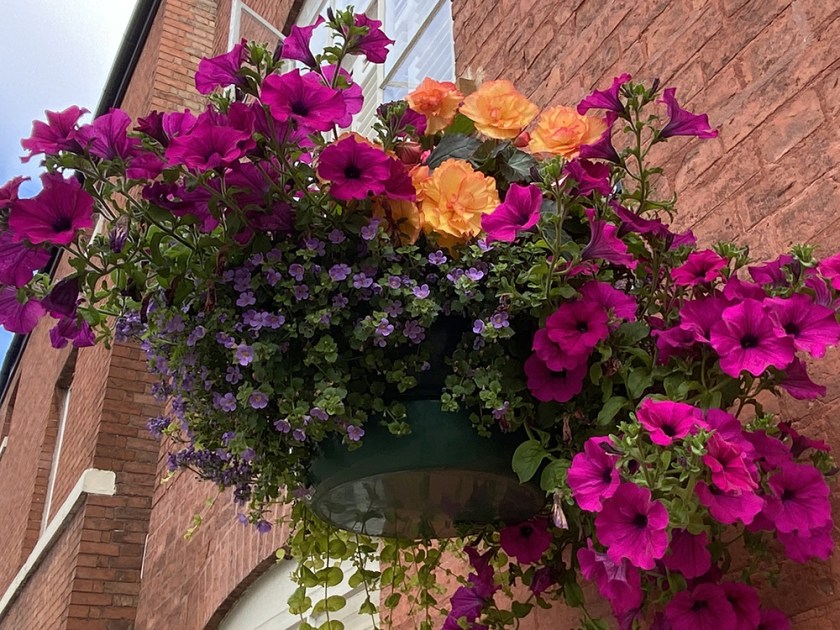hanging basket with purple petunias and orange begonias