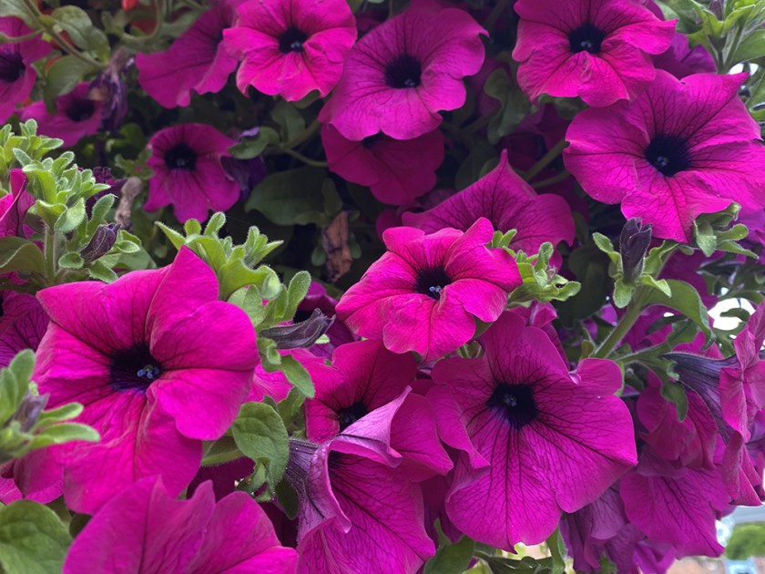 purple petunias
