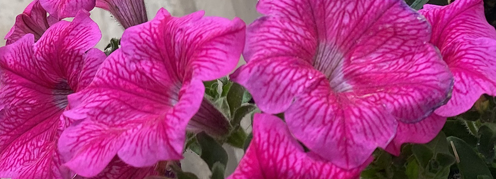 of pests and&nbsp;petunias
