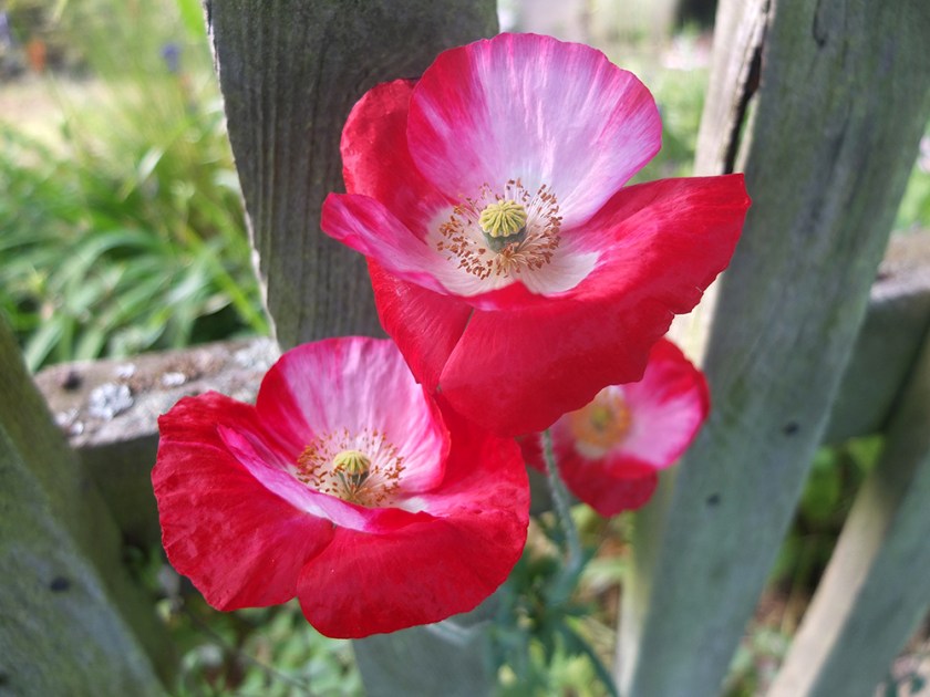 pink and red poppies