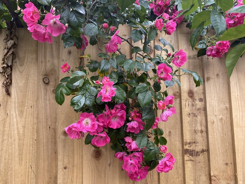 Pink roses. Wooden fence