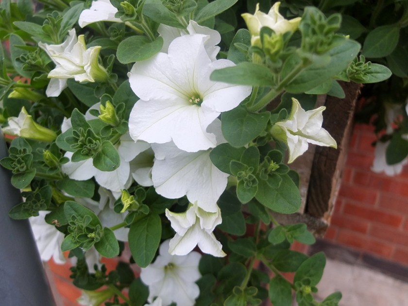 white petunias
