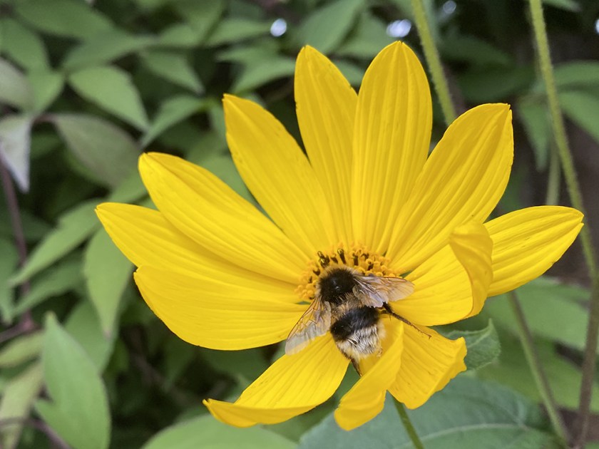 yellow flower with bumble bee