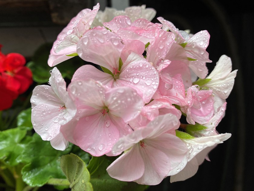 pink geranium after rain