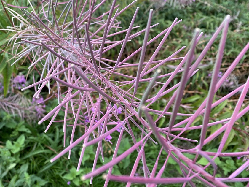rosebay willow herb after flowering. Unripe seedpods