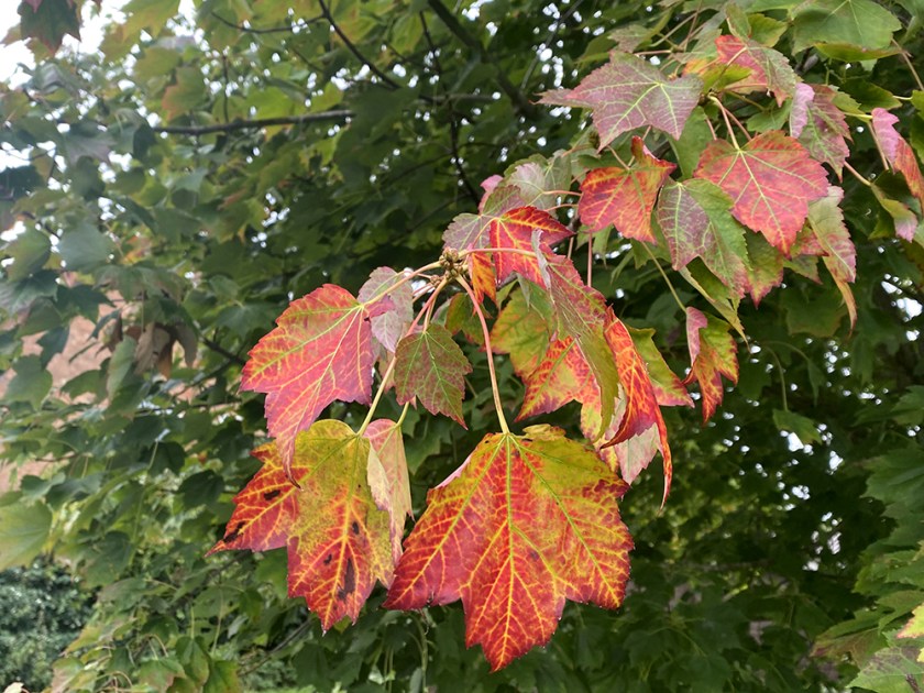 autumn leaves