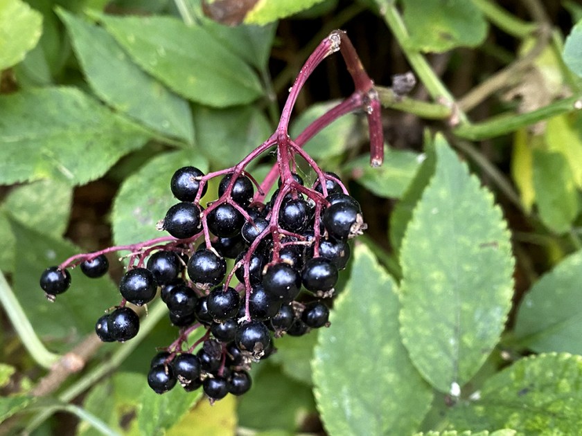 elder berries