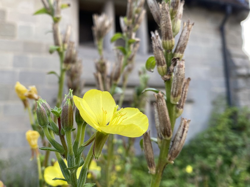 evening primrose