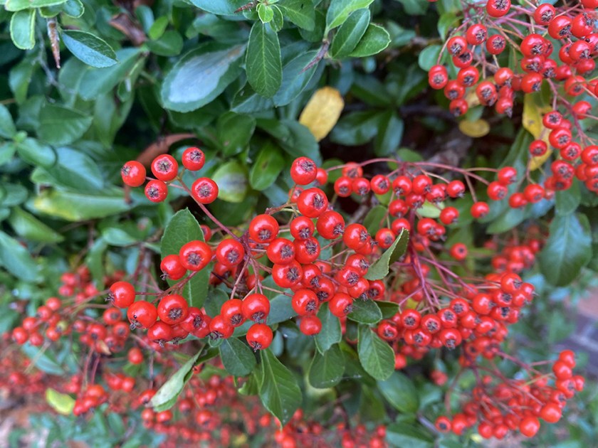 red berries