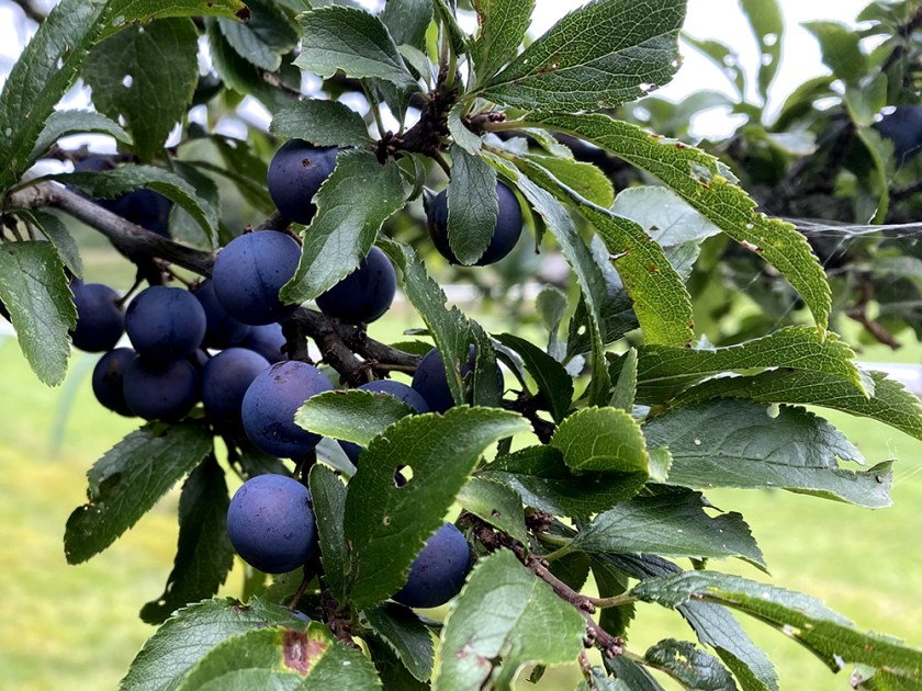 sloes