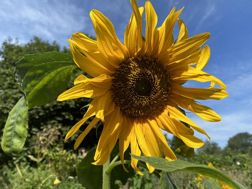 sunflower against blue sky