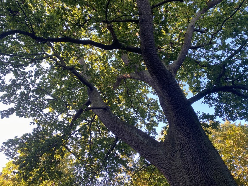 tree seen from beneath