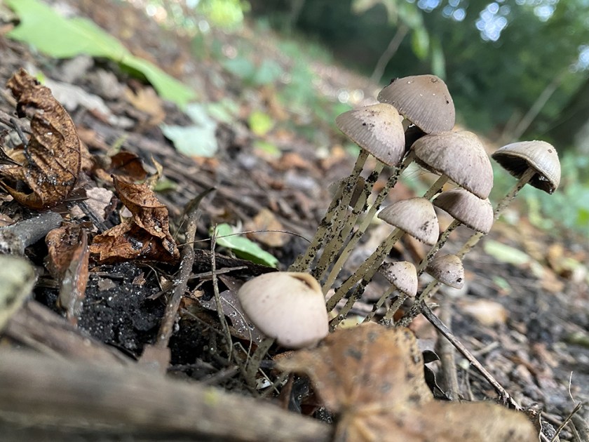 unidentified wild mushroom MAYBE brown Mottlegill fungus
