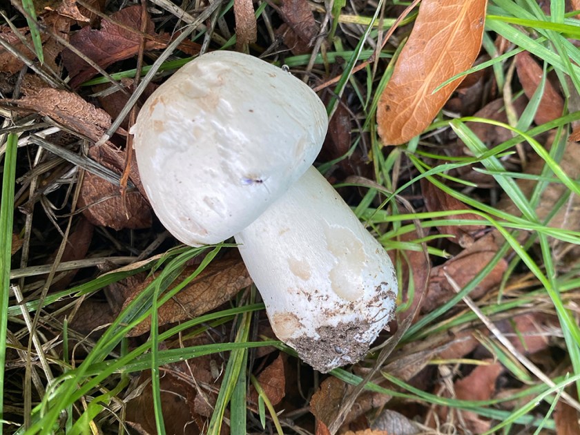 unidentified wild mushroom