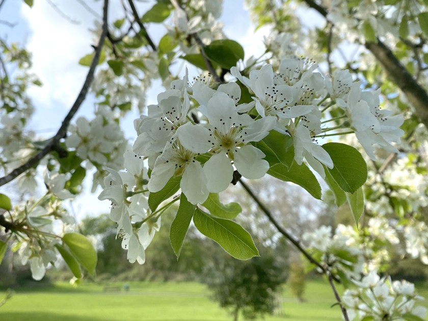 pear  blossom
