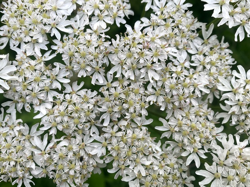Hogweed flowers