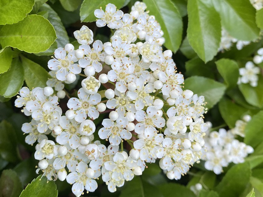 Small white spring flowers on shrub