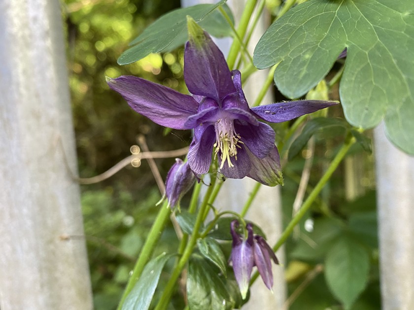 purple aquilegia