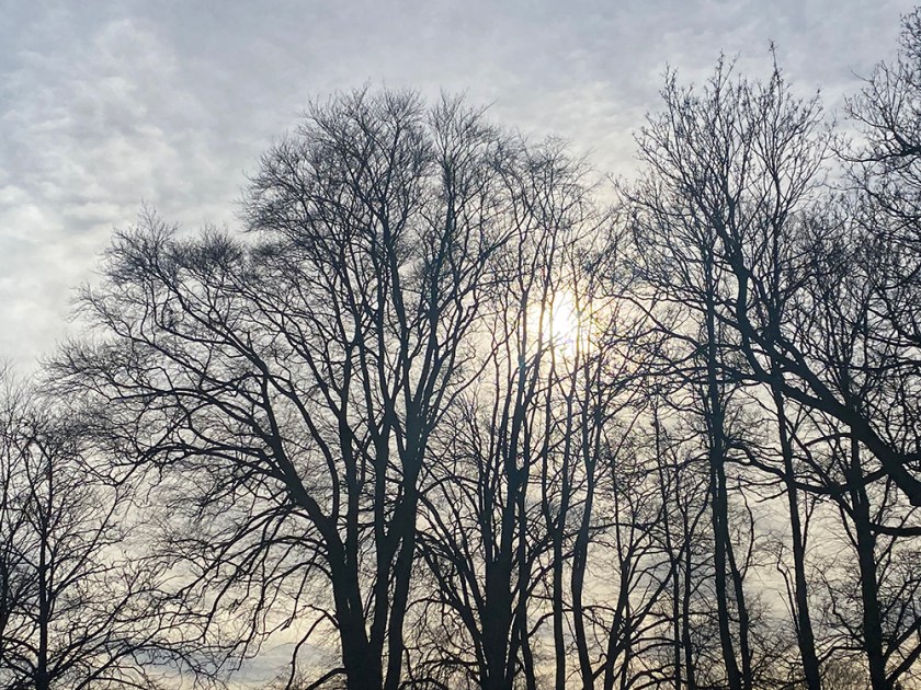 Pale winter sunshine through trees
